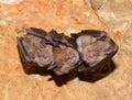 Lesser Horseshoe Bat Rhinolophus hipposideros Royalty Free Stock Photo