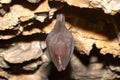 Lesser Horseshoe Bat Rhinolophus hipposideros in the cave