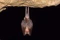 Lesser Horseshoe Bat Rhinolophus hipposideros in the cave