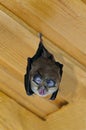 Lesser horseshoe bat (Rhinolophus hipposideros) Royalty Free Stock Photo