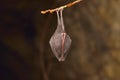 Lesser Horseshoe Bat Rhinolophus hipposideros Royalty Free Stock Photo