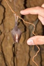 Lesser Horseshoe Bat Rhinolophus hipposideros hibernation.