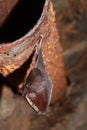 The lesser horseshoe bat (Rhinolophus hipposideros) during hibernation on rusty tube