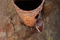 The lesser horseshoe bat (Rhinolophus hipposideros) during hibernation on rusty tube