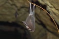 Lesser horseshoe bat, Rhinolophus hipposideros, in the nature cave habitat