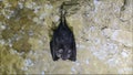 Lesser horseshoe bat Rhinolophus hipposideros taking flight