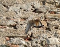 Lesser Kestrel in Tarifa in Spain Royalty Free Stock Photo