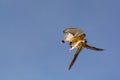 Lesser Kestrel Falco naumanni adult pair in flight fighting Royalty Free Stock Photo