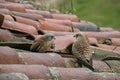Lesser kestrel, Falco naumanni, Royalty Free Stock Photo