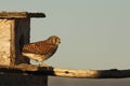 The lesser kestrel Falco naumanni female sitting on the old crashed roof Royalty Free Stock Photo