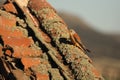 The lesser kestrel Falco naumanni male sitting on the old crashed roof Royalty Free Stock Photo