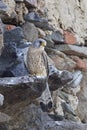 Lesser kestrel Falco naumanni