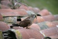 Lesser kestrel, Falco naumanni, Royalty Free Stock Photo