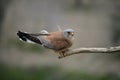 Lesser kestrel, Falco naumanni, Royalty Free Stock Photo