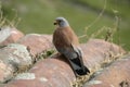 Lesser kestrel, Falco naumanni, Royalty Free Stock Photo