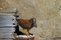 The lesser kestrel Falco naumanni sitting an old village roof. Kestrel in a typical position near a nest with a mouse in its Royalty Free Stock Photo