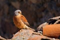 The lesser kestrel Falco naumanni sitting an old village roof. Kestrel in a typical position in the village.Small city falcon on Royalty Free Stock Photo