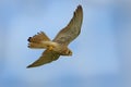 Lesser Kestrel - Falco naumanni small falcon,s breeds from the Mediterranean, Afghanistan and Central Asia, to China and Mongolia, Royalty Free Stock Photo