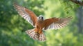 Lesser Kestrel flyin in the forest