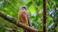 Lesser Kestrel was relaxing in the forest
