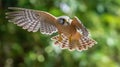 Lesser Kestrel flyin in the forest