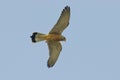Lesser Kestrel, female - Falco naumanni - HÃÂ©rault, France Royalty Free Stock Photo
