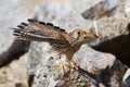 Lesser Kestrel female Royalty Free Stock Photo