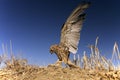 Lesser kestrel, hunting a mouse, Falco naumanni Royalty Free Stock Photo