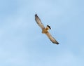 Lesser Kestrel in Flight in Tarifa in Spain Royalty Free Stock Photo