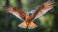 Lesser Kestrel flyin in the forest