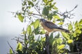 Lesser Kestrel in Kruger National park, South Africa Royalty Free Stock Photo