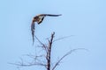 Lesser Kestrel in Kruger National park, South Africa Royalty Free Stock Photo