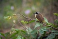 Lesser kiskadee perched on branch facing left Royalty Free Stock Photo