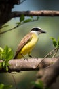 Lesser kiskadee perched on branch in sunshine Royalty Free Stock Photo