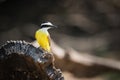 Lesser kiskadee perched on log facing right Royalty Free Stock Photo