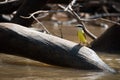 Lesser kiskadee perched on log in river Royalty Free Stock Photo