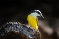 Lesser kiskadee perched on log turning head Royalty Free Stock Photo