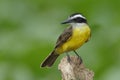 Lesser Kiskadee Perched on a Stump , Panama Royalty Free Stock Photo