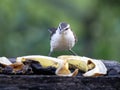 One Lesser Kiskadee, Philohydor lictor, feeding at a feeder prepared by local people. Colombia Royalty Free Stock Photo