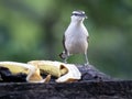 One Lesser Kiskadee, Philohydor lictor, feeding at a feeder prepared by local people. Colombia Royalty Free Stock Photo