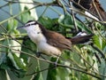 One Lesser Kiskadee, Philohydor lictor, sits in the branches and observes the surroundings. Colombia Royalty Free Stock Photo