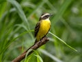 The Lesser Kiskadee, Philohydor lictor, sits in the branches and observes the surroundings. Colombia Royalty Free Stock Photo