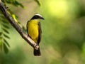 The Lesser Kiskadee, Philohydor lictor, sits in the branches and observes the surroundings. Colombia Royalty Free Stock Photo