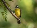 The Lesser Kiskadee, Philohydor lictor, sits in the branches and observes the surroundings. Colombia Royalty Free Stock Photo