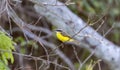 Lesser Kiskadee (Pitangus lictor) in Brazil Royalty Free Stock Photo