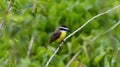 Lesser Kiskadee (Pitangus lictor) in Brazil Royalty Free Stock Photo