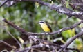 Lesser Kiskadee (Pitangus lictor) in Brazil Royalty Free Stock Photo