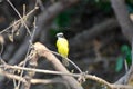 Lesser kiskadee sitting on a branch Royalty Free Stock Photo
