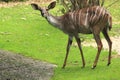 Lesser kudu