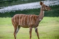 Lesser kudu from Africa